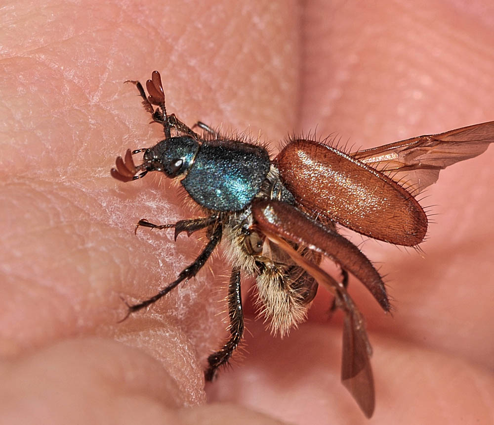 Rutelidae? no, Glaphyridae - Amphicoma abdominalis